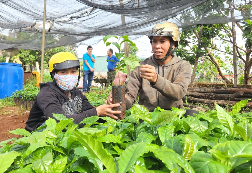 Nhiều nhà ở Gia Lai đang đổ xô trồng loại cây này sau khi đã phá bỏ chưa lâu- Ảnh 3.