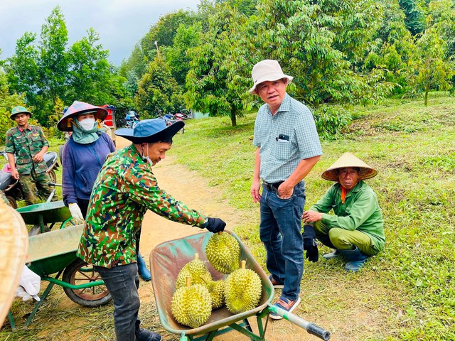 Sắp thu hoạch vườn sầu riêng lớn nhất thế giới, Bầu Đức Hoàng Anh Gia Lai sẽ tiêu thụ ở đâu?- Ảnh 3.