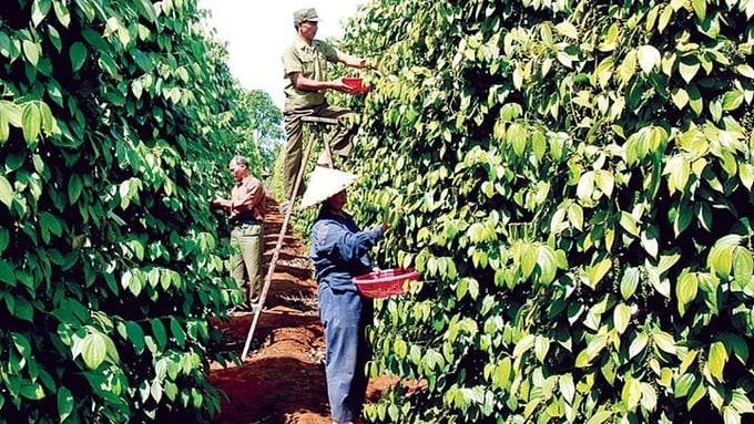 Dự báo giá tiêu ngày 25/6/2024: Giá tiêu trong nước có tiếp đà giảm mạnh?