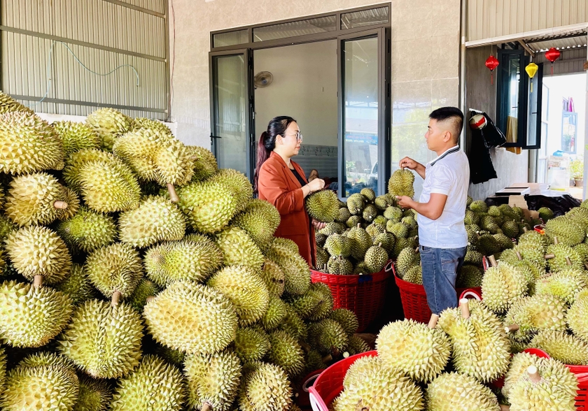 Trồng 250 cây sầu riêng VietGAP, nghìn trái treo lủng lẳng trên cành, một nhà vườn Gia Lai ước lãi 2,4 tỷ- Ảnh 2.