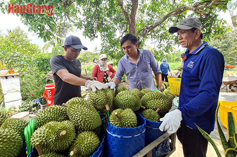 Dân trồng sầu riêng ở Hậu Giang đang thu bộn tiền nhờ 