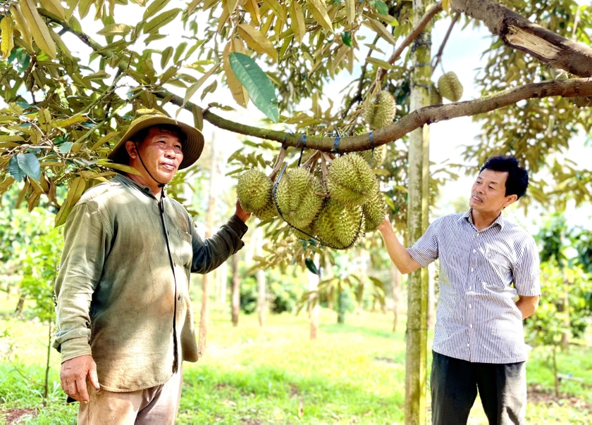 Trồng 250 cây sầu riêng VietGAP, nghìn trái treo lủng lẳng trên cành, một nhà vườn Gia Lai ước lãi 2,4 tỷ- Ảnh 1.