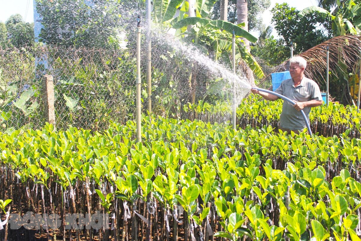 Đến một huyện của Bến Tre, thấy cảnh mua bán sôi động một mặt hàng là biết dân đang trồng cây gì nhiều- Ảnh 1.