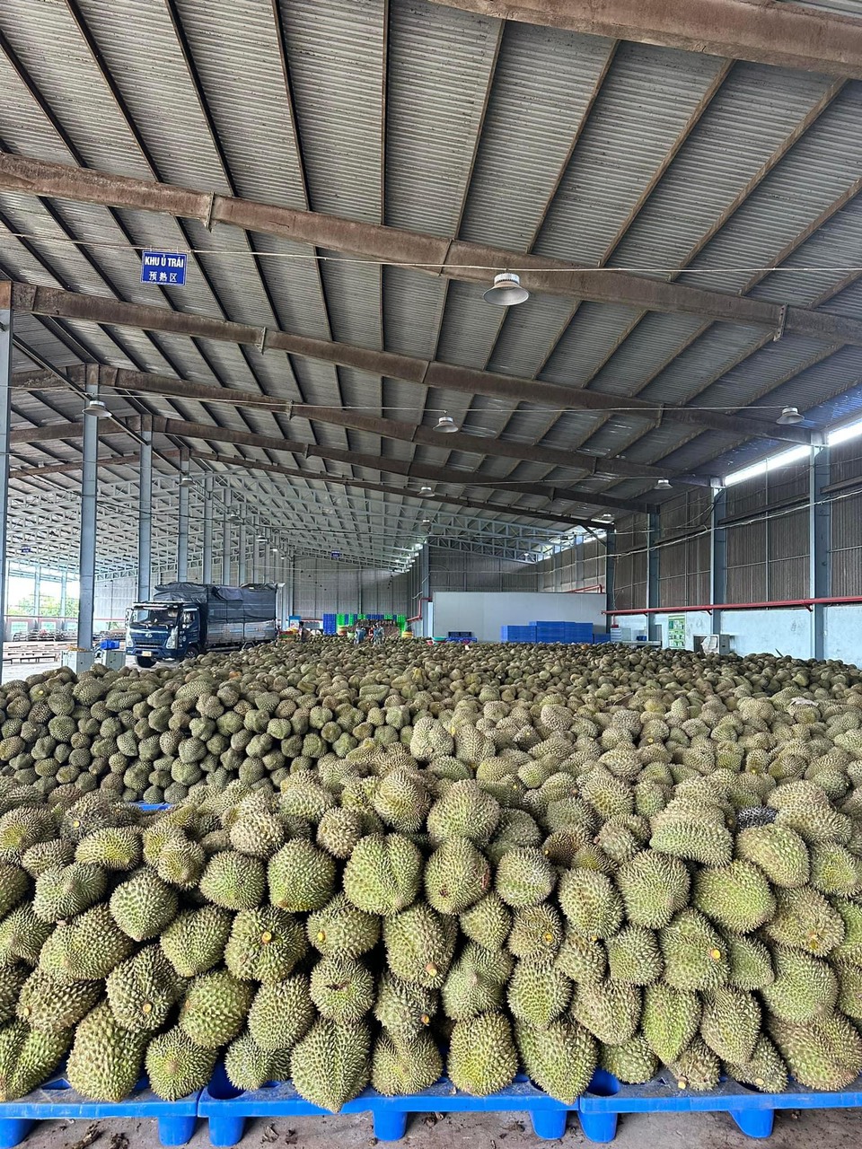 Sầu riêng đông lạnh của Việt Nam có cơ hội lớn về xuất khẩu ra thị trường toàn cầu, vì sao vậy?- Ảnh 2.