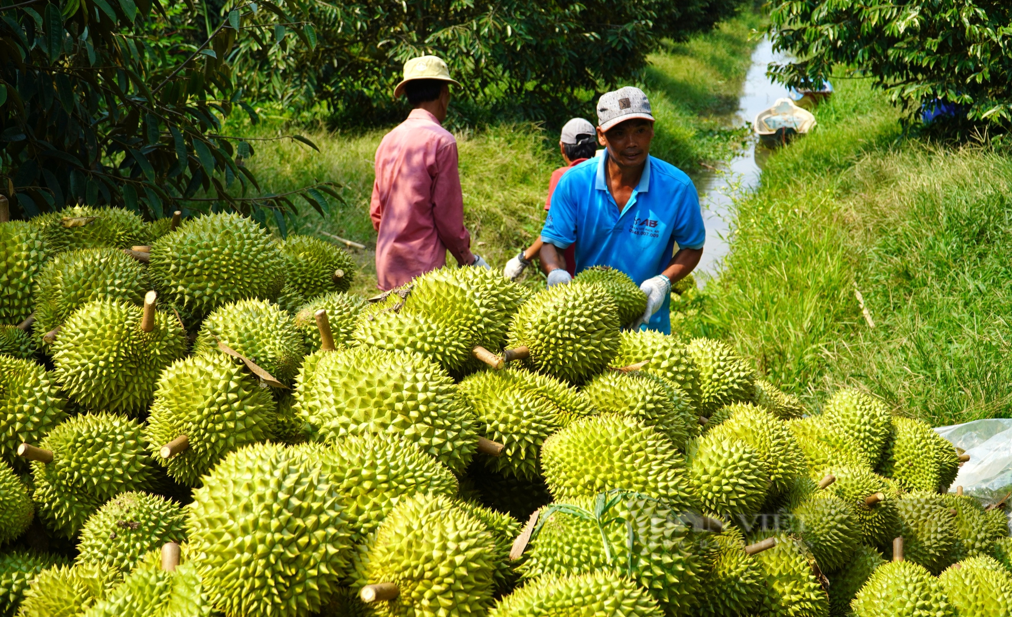 Dân Cần Thơ dần bỏ dâu hạ châu, xoài, vú sữa, nhãn để trồng sầu riêng, ngành chức năng nói gì?- Ảnh 2. Dân Cần Thơ dần bỏ dâu hạ châu, xoài, vú sữa, nhãn để trồng sầu riêng, ngành chức năng nói gì?- Ảnh 2.