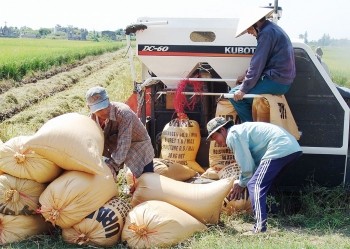 Giá lúa gạo hôm nay ngày 2/7: Giá gạo giảm 100 đồng/kg, giá lúa đi ngang Giá lúa gạo hôm nay ngày 2/7: Giá gạo giảm 100 đồng/kg, giá lúa đi ngang