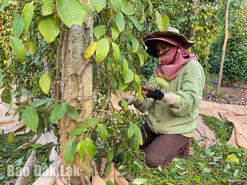 Giá tiêu cao nhất trong vòng 10 năm, nông dân Đắk Lắk 