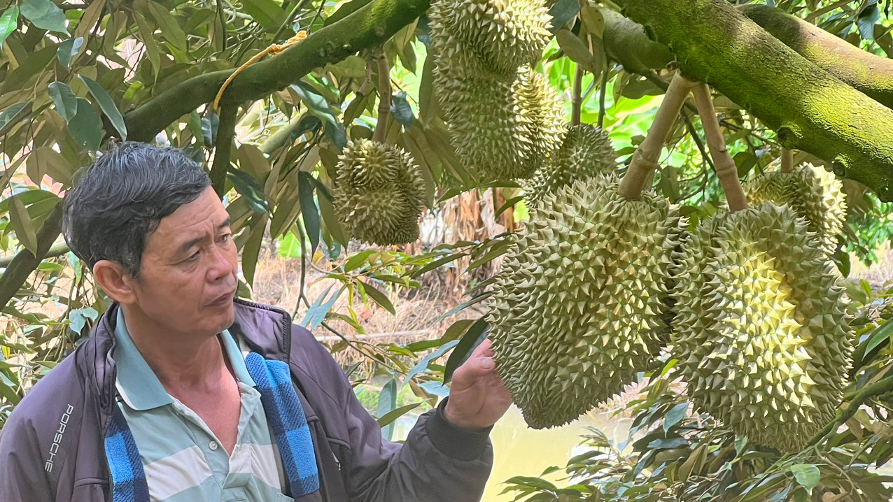 Nhanh tay chuyển hướng trồng sầu riêng VietGAP, lão nông Lâm Đồng được doanh nghiệp đặt cọc, doanh thu 8 tỷ đồng- Ảnh 1. Nhanh tay chuyển hướng trồng sầu riêng VietGAP, lão nông Lâm Đồng được doanh nghiệp đặt cọc, doanh thu 8 tỷ đồng- Ảnh 1.