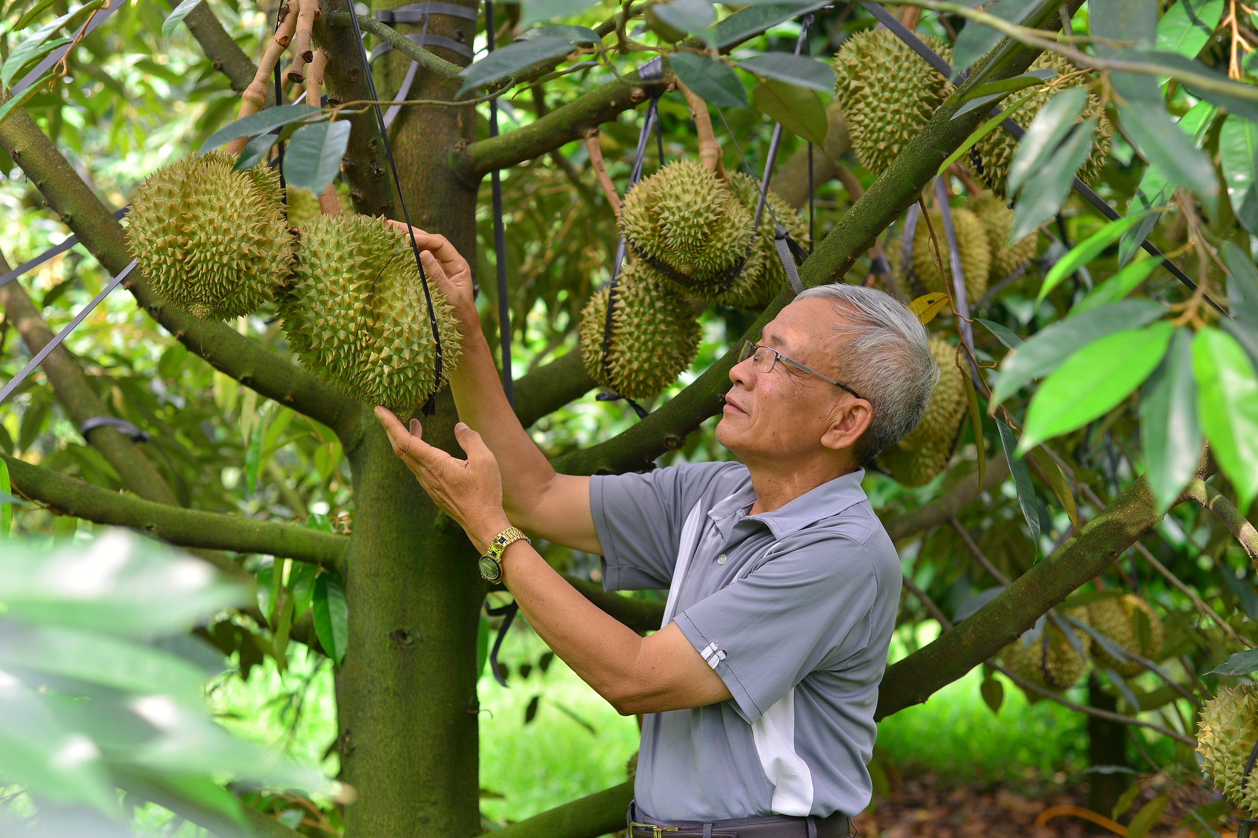 Loại trái cây “tỷ đô” vào mùa, Sở Công Thương Lâm Đồng đề nghị huyện Đạ Huoai tăng cường quản lý- Ảnh 5.