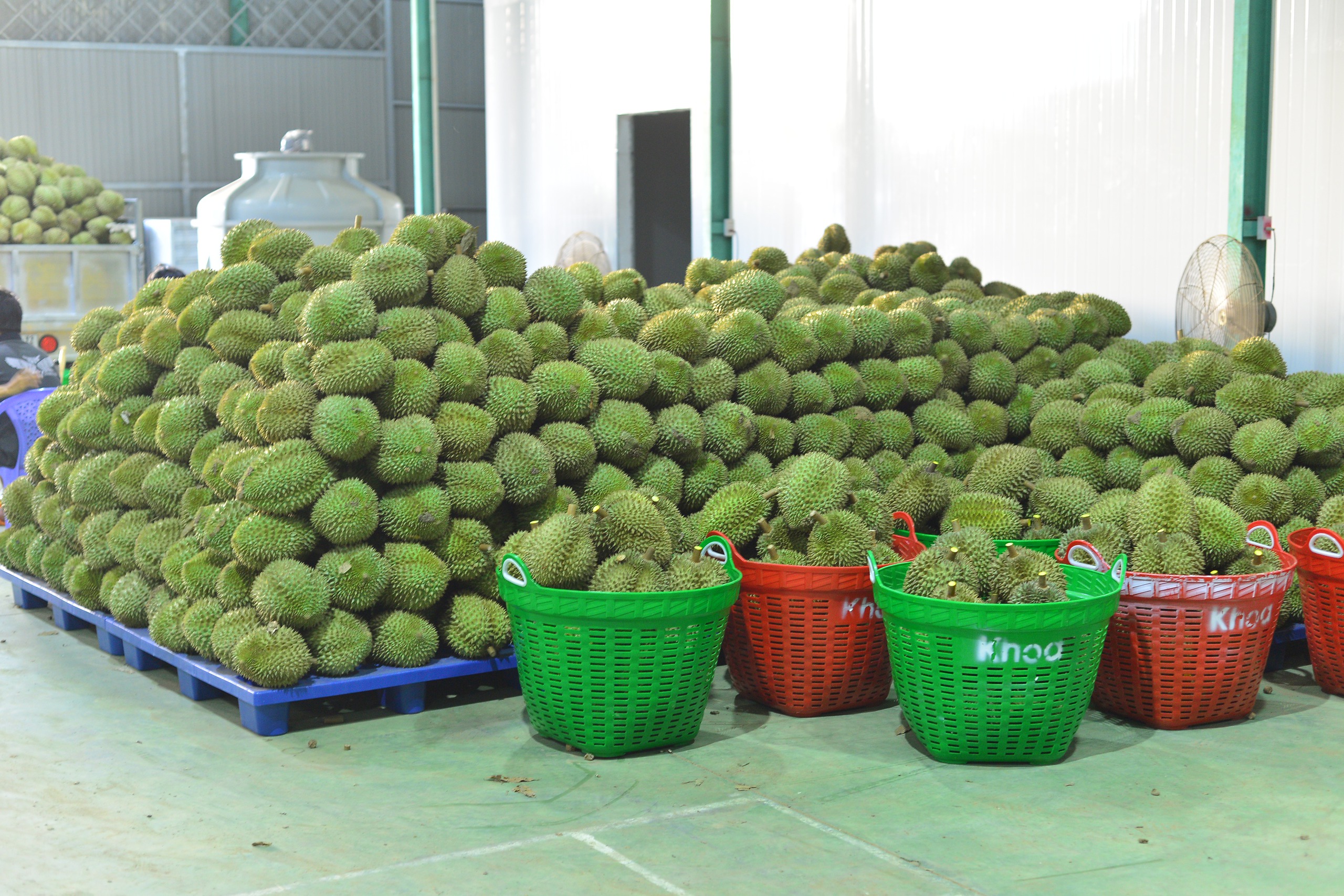 Loại trái cây “tỷ đô” vào mùa, Sở Công Thương Lâm Đồng đề nghị huyện Đạ Huoai tăng cường quản lý- Ảnh 4.