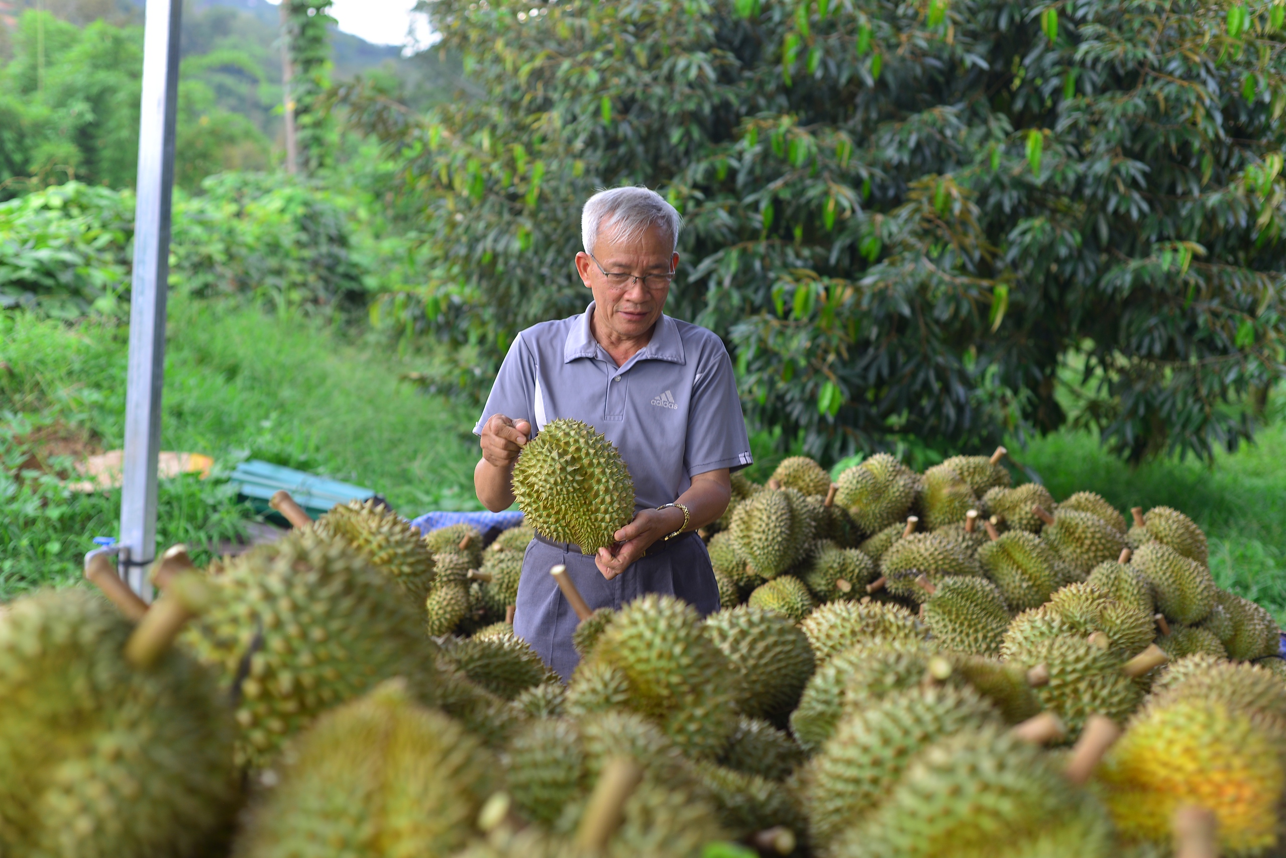 Loại trái cây “tỷ đô” vào mùa, Sở Công Thương Lâm Đồng đề nghị huyện Đạ Huoai tăng cường quản lý- Ảnh 1.