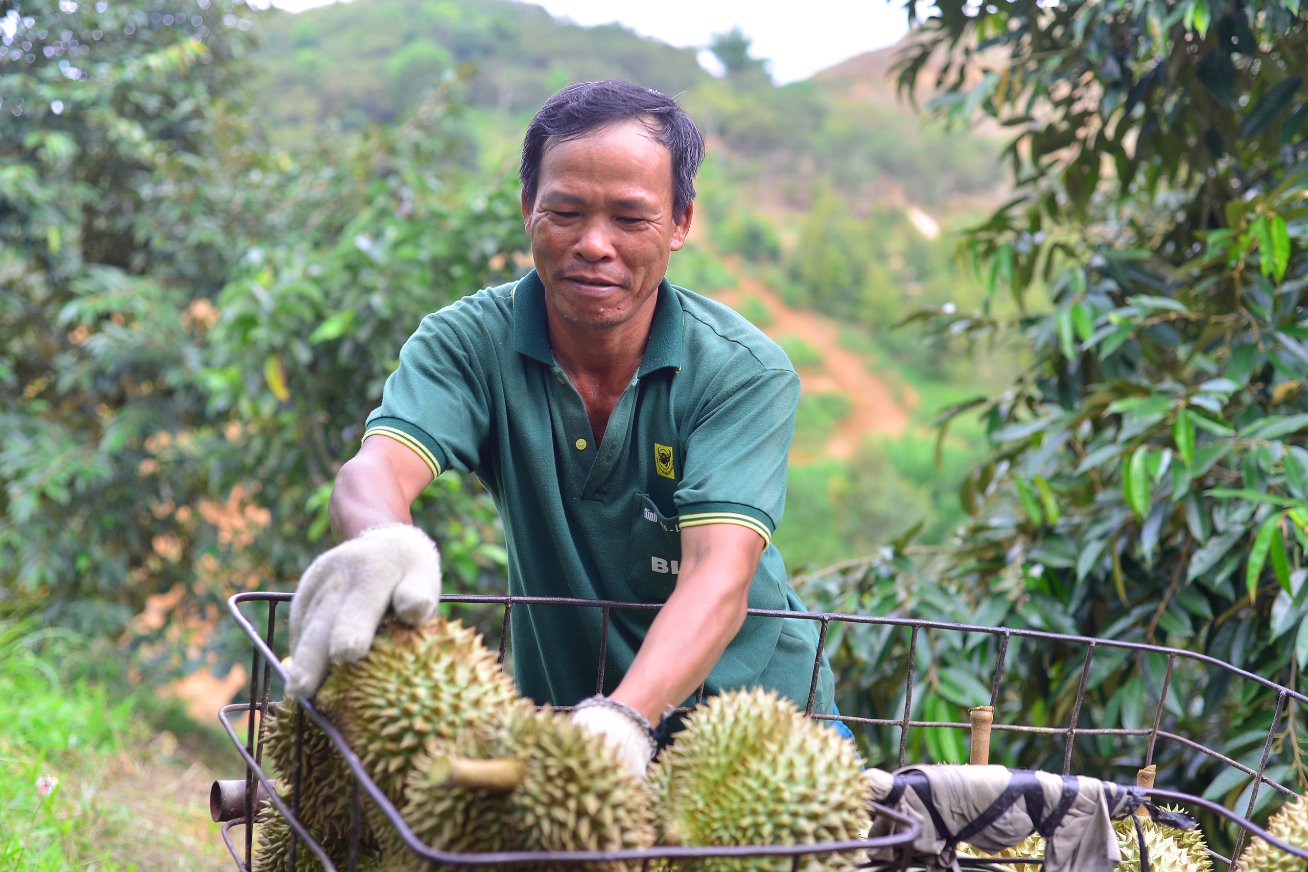 Loại trái cây “tỷ đô” vào mùa, Sở Công Thương Lâm Đồng đề nghị huyện Đạ Huoai tăng cường quản lý- Ảnh 2.