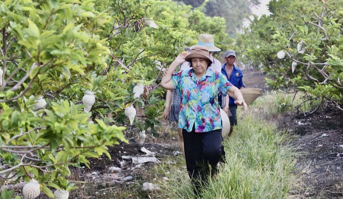 Cây mãng cầu (na) trên đất Tây Ninh.