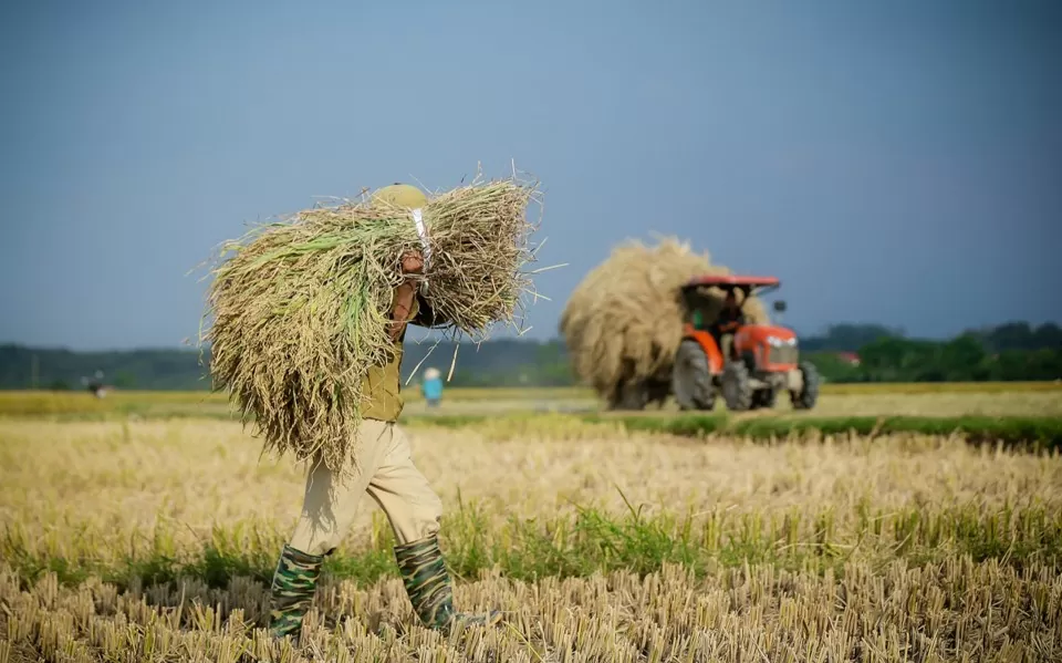 Giá lúa gạo hôm nay ngày 1/8: Giá gạo tăng 100 - 300 đồng/kg;