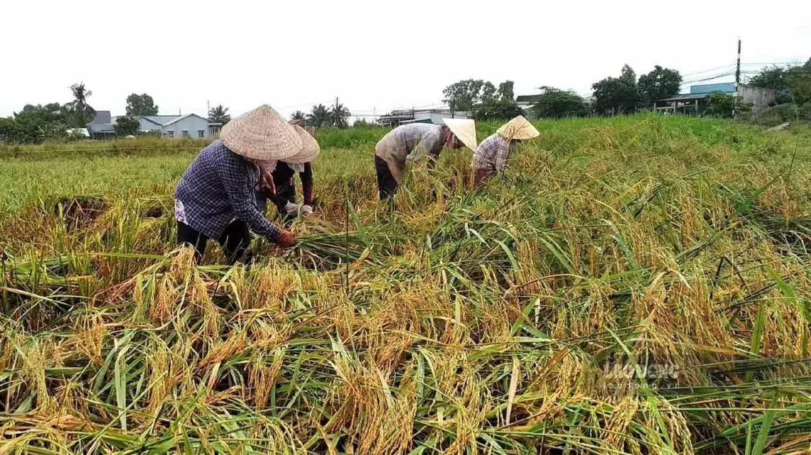 Đồng bằng sông Cửu Long: Nông dân gặp khó do chi phí sản xuất lúa gạo tăng cao