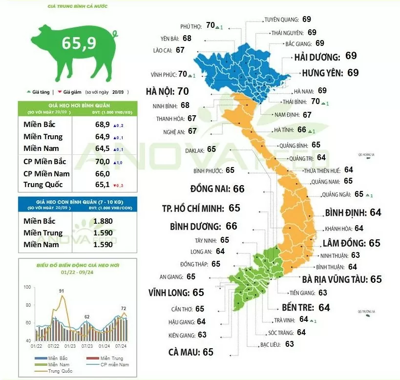 Giá heo hơi hôm nay 23/9/2024: