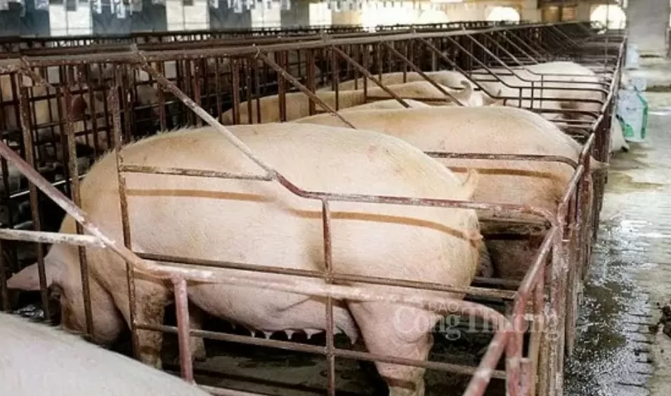 Giá heo hơi hôm nay 31/8/2024: Giá heo hơi hôm nay 31/8/2024: