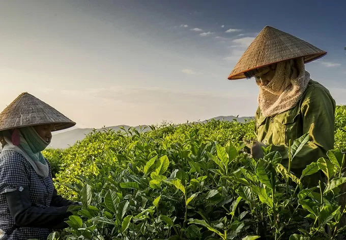 Hỗ trợ bảo vệ thương hiệu chè Tân Cương, giữ gìn danh xưng 'đệ nhất trà'