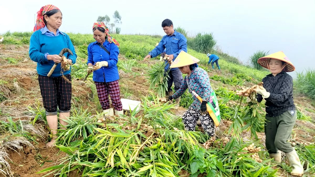 Bà con nông dân xã Xín Mần thu hoạch gừng trâu theo mô hình liên kết với Công ty TNHH Việt Nam - Misaki. Ảnh: Văn Long