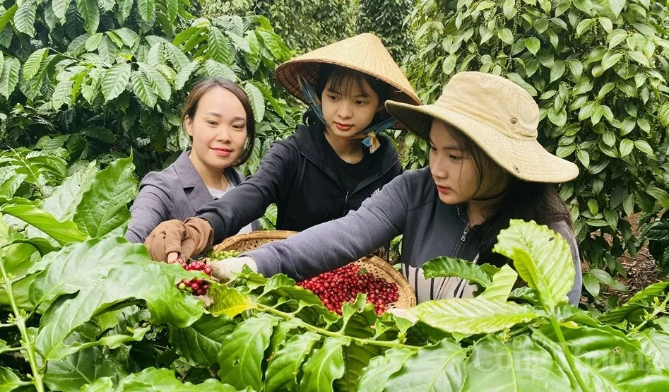 Giá cà phê hôm nay 23/11/2024: Giá cà phê trong nước tiếp tục tăng Giá cà phê hôm nay 23/11/2024: Giá cà phê trong nước tiếp tục tăng