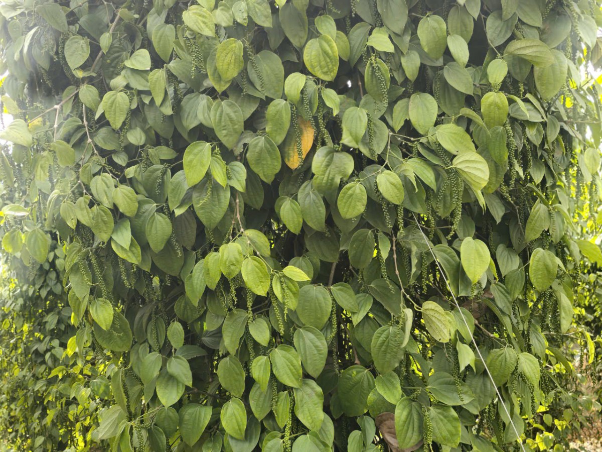 Dự báo giá tiêu ngày mai 7/12/2024