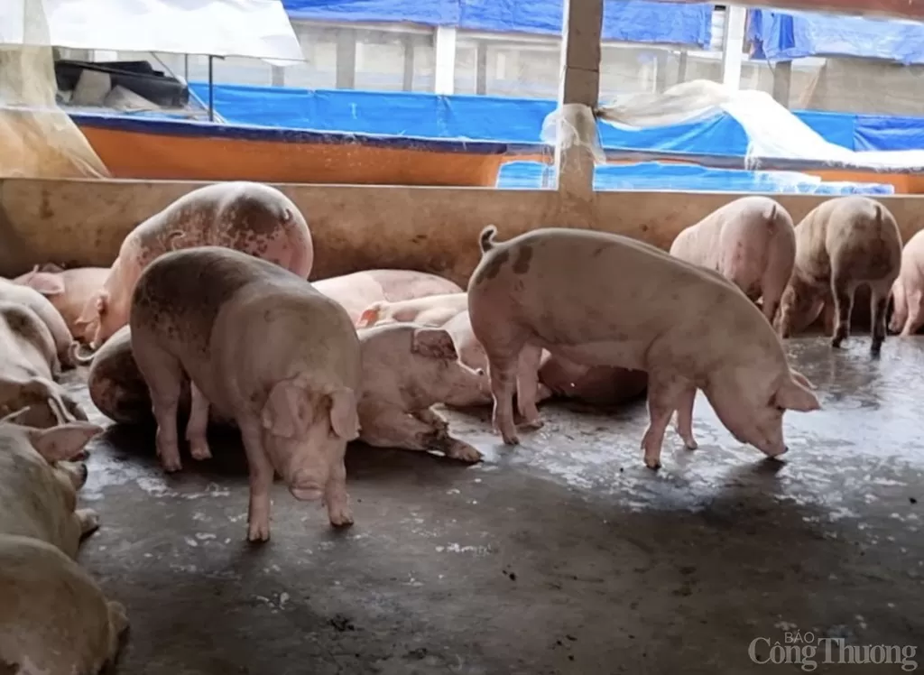 Giá heo hơi hôm nay 15/12/2024: Tiếp tục đi ngang trên cả nước Giá heo hơi hôm nay 15/12/2024: Tiếp tục đi ngang trên cả nước