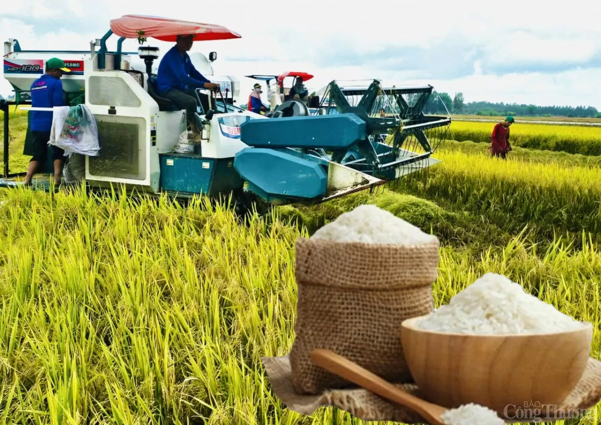 Giá lúa gạo hôm nay ngày 17/12: Gạo biến động nhẹ, lúa tươi có xu hướng giảm Giá lúa gạo hôm nay ngày 17/12: Gạo biến động nhẹ, lúa tươi có xu hướng giảm