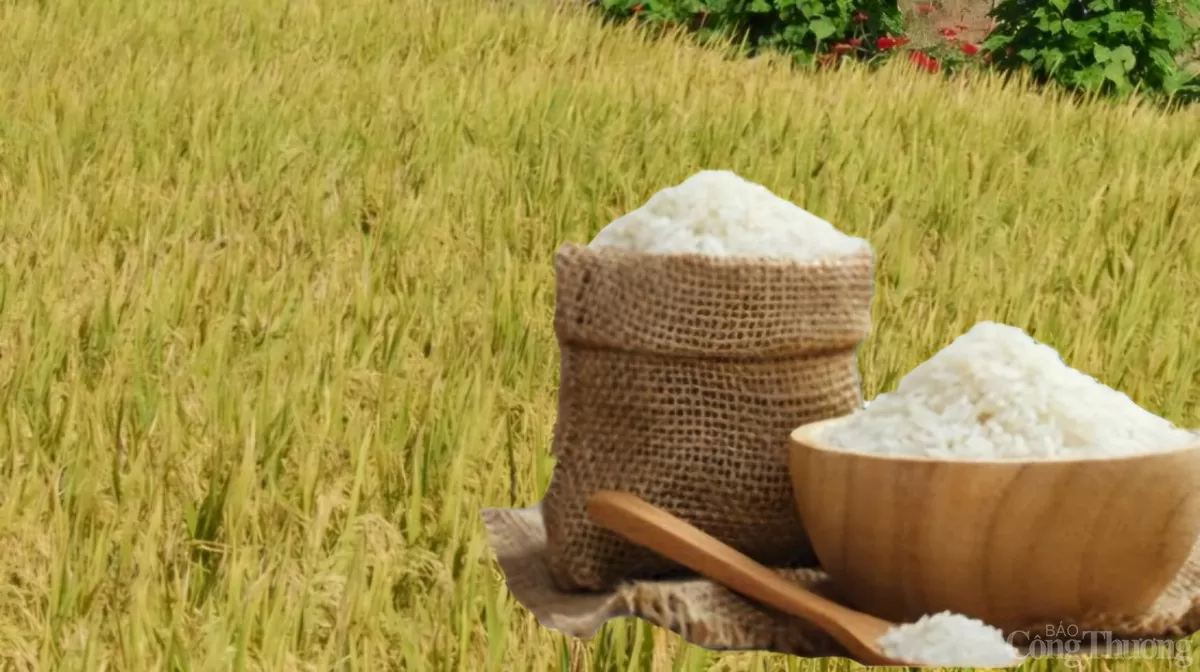 Giá lúa gạo hôm nay ngày 24/12: Gạo tiếp đà giảm nhẹ, lúa có xu hướng quay đầu Giá lúa gạo hôm nay ngày 24/12: Gạo tiếp đà giảm nhẹ, lúa có xu hướng quay đầu