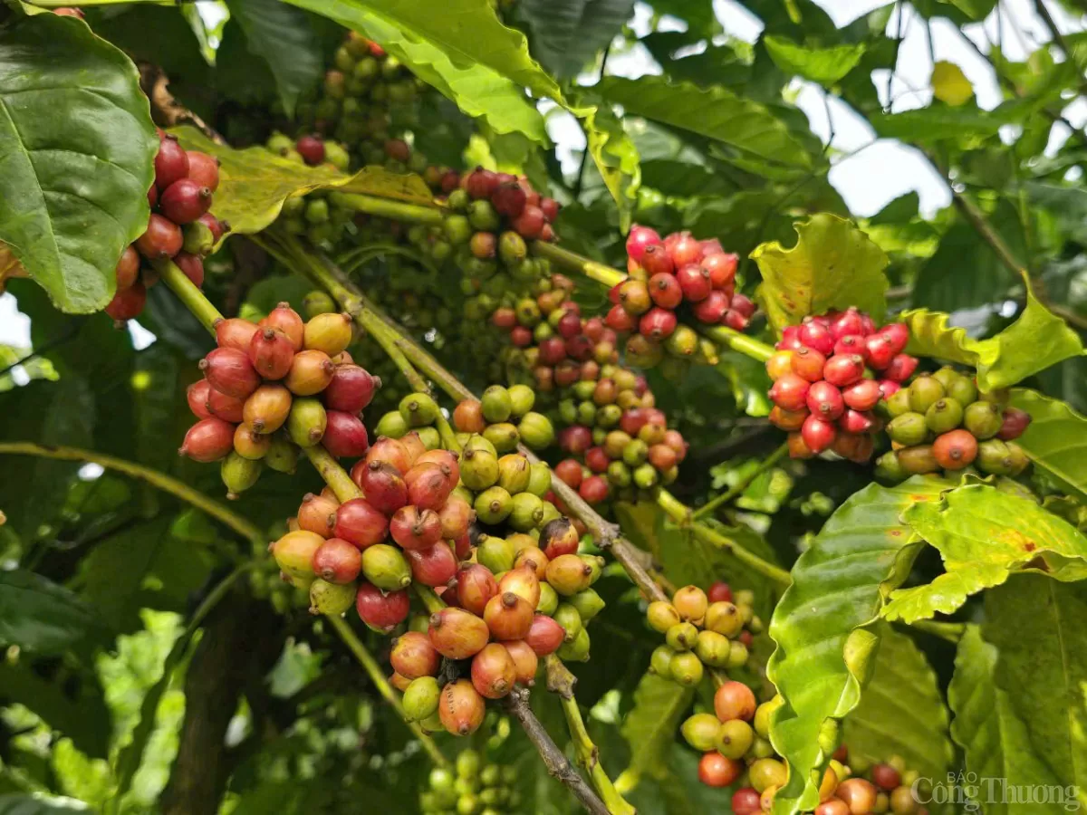 Giá cà phê trong nước ngày 10/12/2024 Giá cà phê trong nước ngày 10/12/2024
