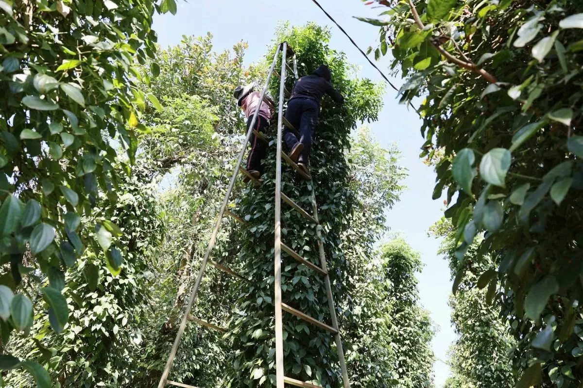 Dự báo giá tiêu ngày mai 9/12/2024: Giá tiêu tăng liên tiếp 3 ngày