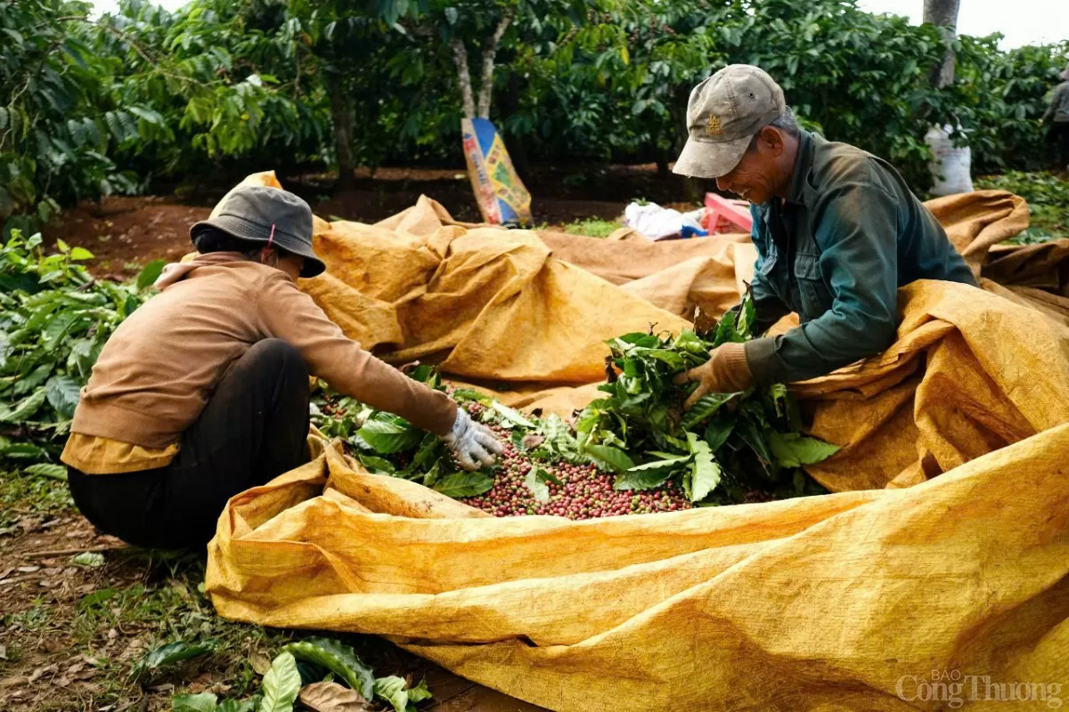 Dự báo giá cà phê trong nước ngày mai 11/12/2024 sẽ tăng trở lại sau phiên giảm đầu tuần Dự báo giá cà phê trong nước ngày mai 11/12/2024 sẽ tăng trở lại sau phiên giảm đầu tuần