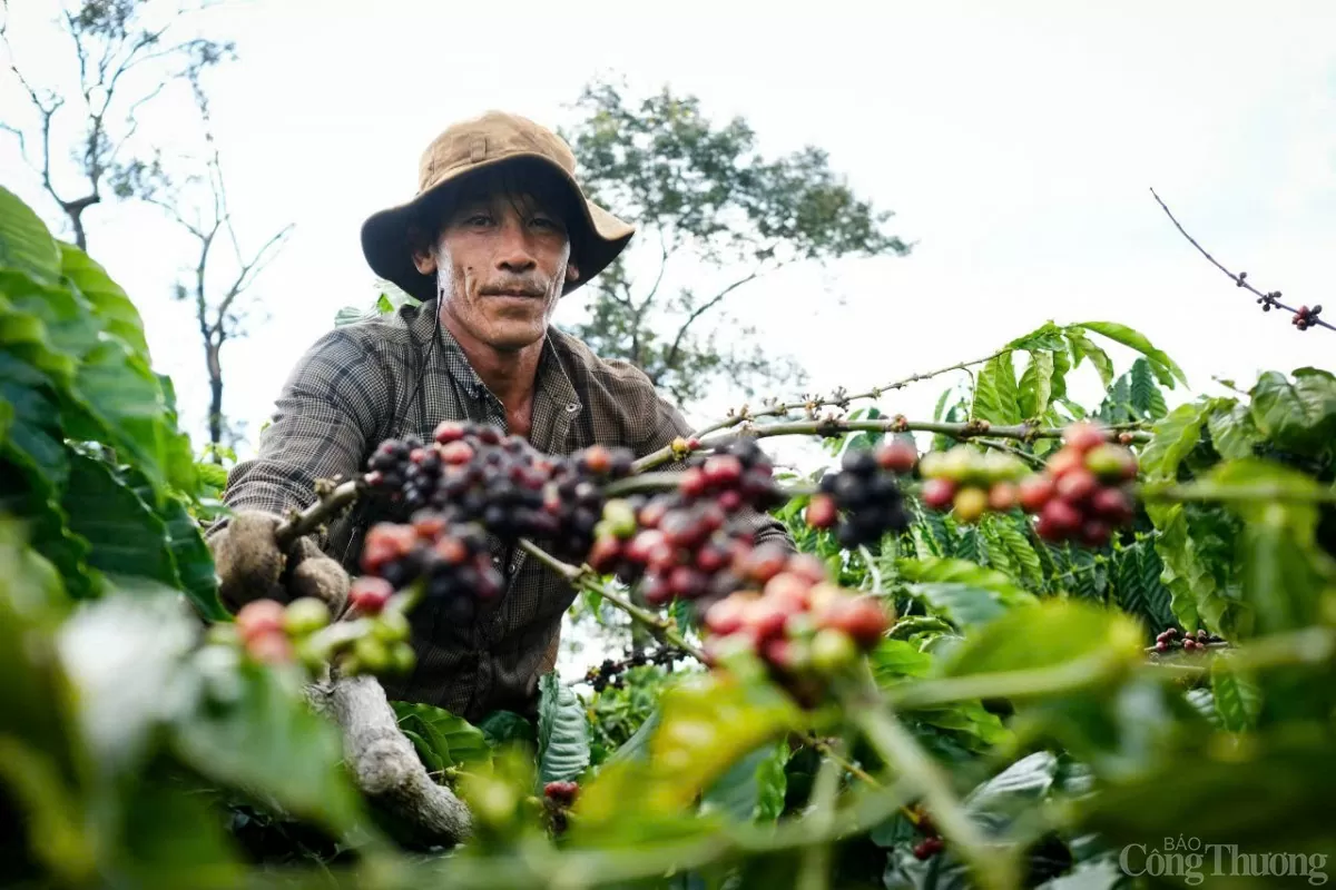 Giá cà phê trong nước ngày 10/12/2024 Giá cà phê trong nước ngày 10/12/2024