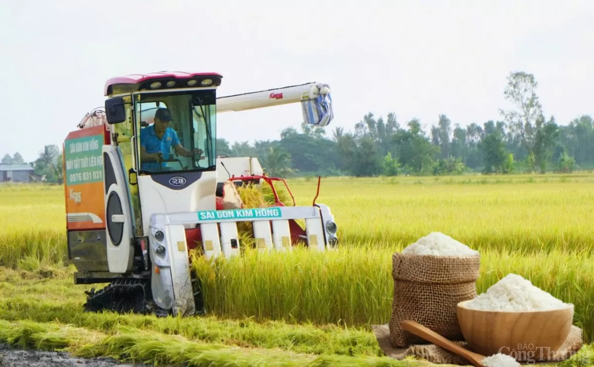 Giá lúa gạo hôm nay ngày 15/12 và tuần qua: Gạo các loại biến động, lúa tươi tăng cao