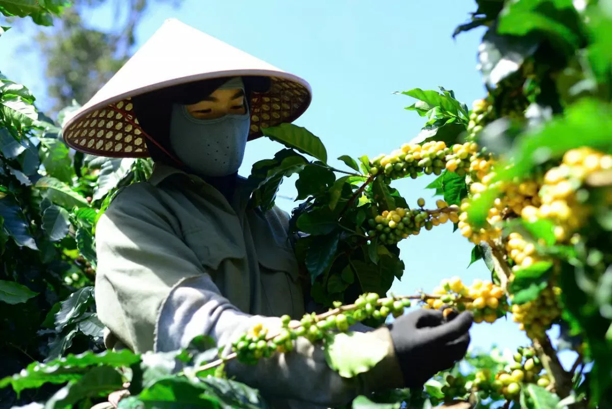 Giá cà phê hôm nay 15/12/2024: Giá cà phê trong nước tiếp tục lập đỉnh Giá cà phê hôm nay 15/12/2024: Giá cà phê trong nước tiếp tục lập đỉnh
