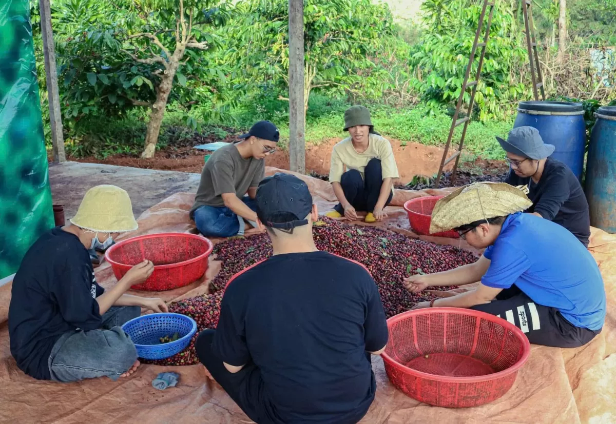 Giá cà phê hôm nay 26/12/2024: Giá cà phê trong nước Giá cà phê hôm nay 26/12/2024: Giá cà phê trong nước