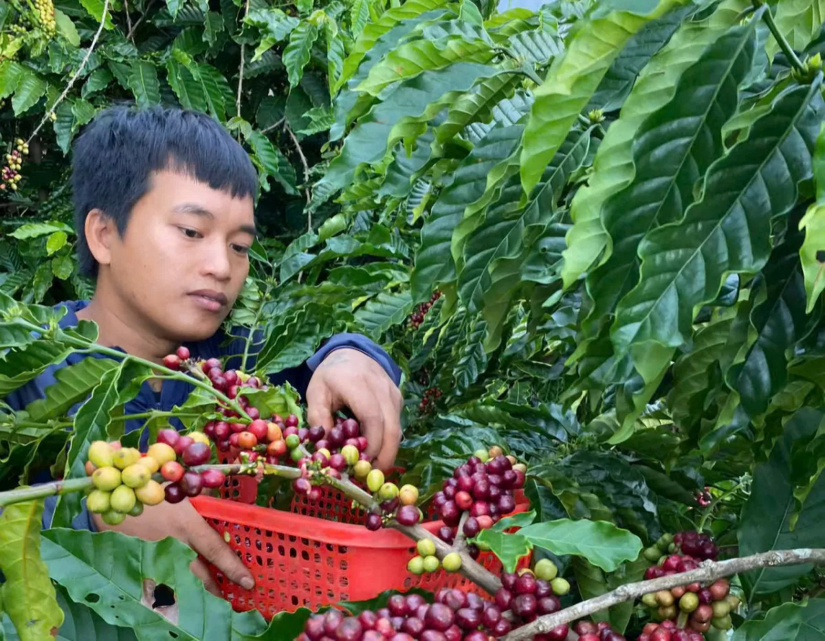 Thu hoạch cà phê tại Đắk Nông