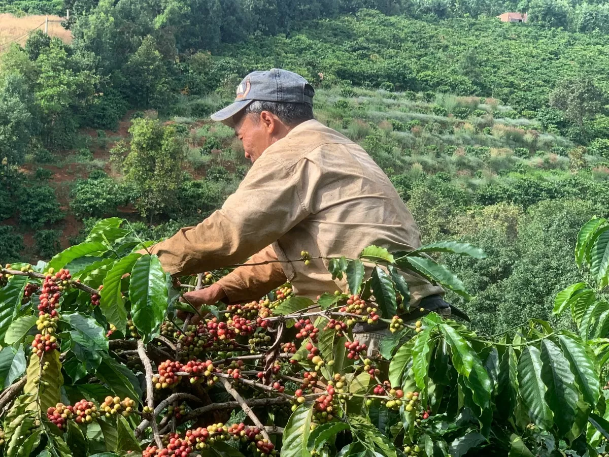 Người dân thu hoạch cà phê tại Tây Nguyên