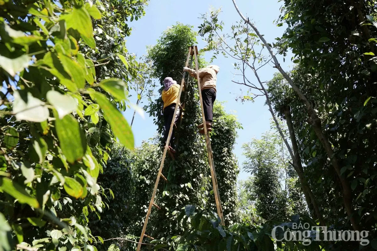 Dự báo giá tiêu ngày mai 22/1/2025, trong nước tăng cao