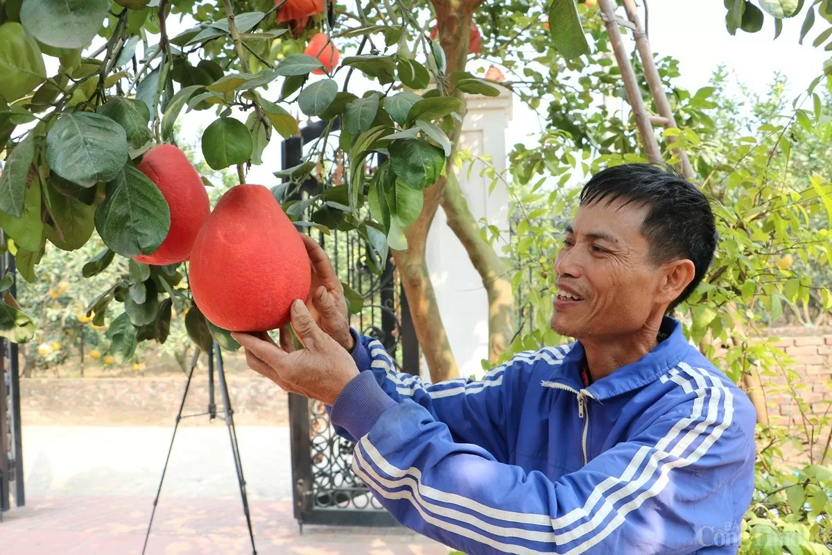 Cận cảnh loại bưởi đỏ 'cháy hàng' mỗi dịp Tết