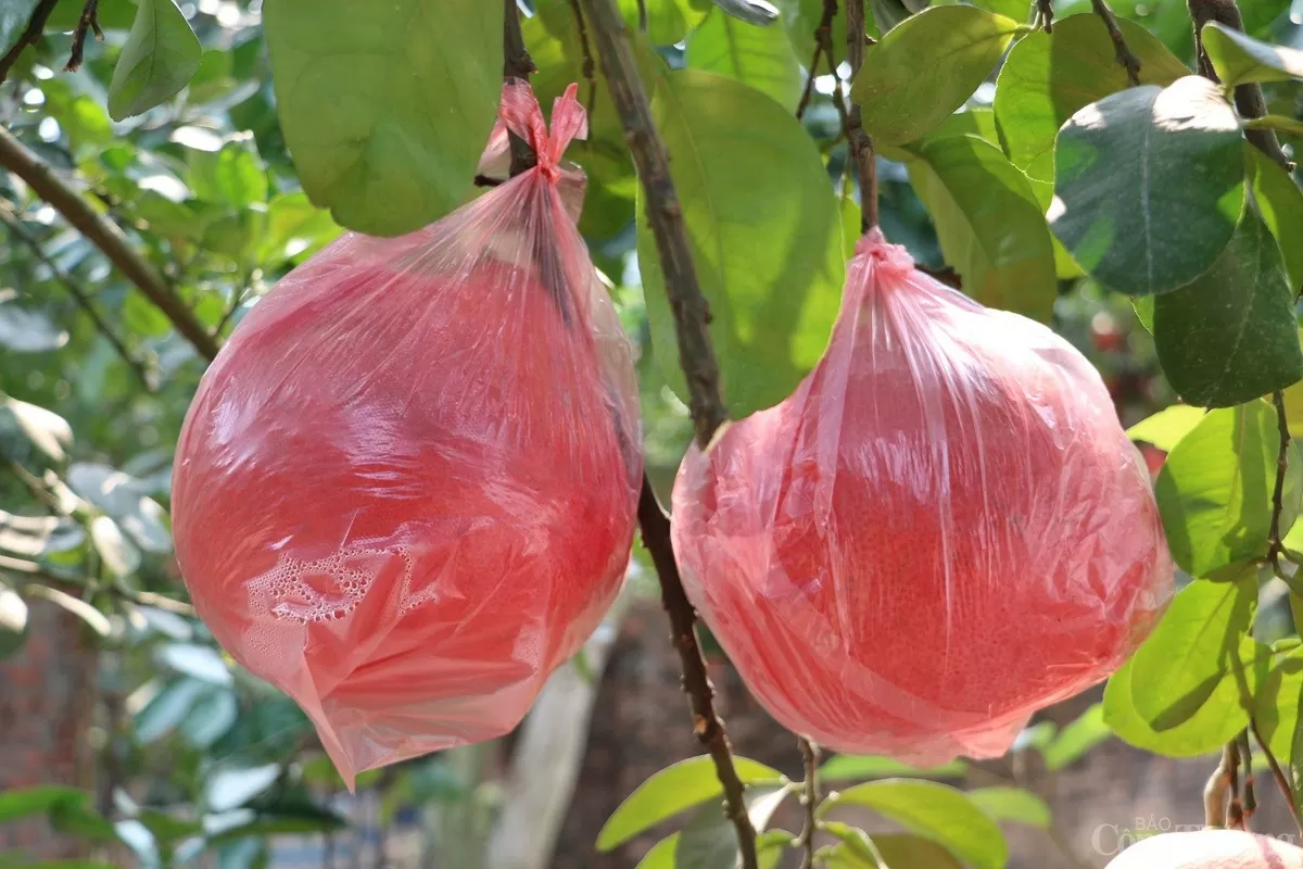 Cận cảnh loại bưởi đỏ Đông Cao 'cháy hàng' mỗi dịp Tết
