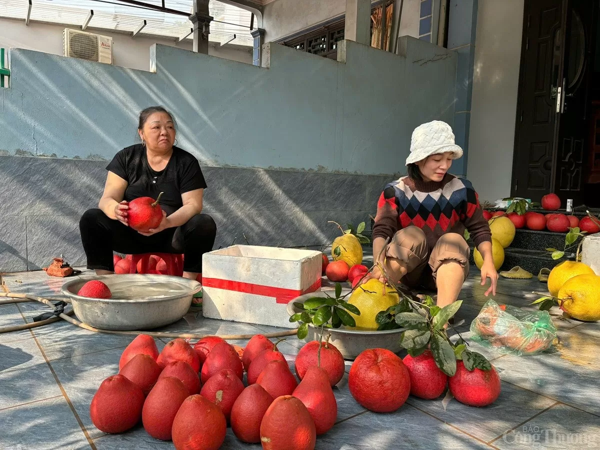 Cận cảnh loại bưởi đỏ Đông Cao 'cháy hàng' mỗi dịp Tết