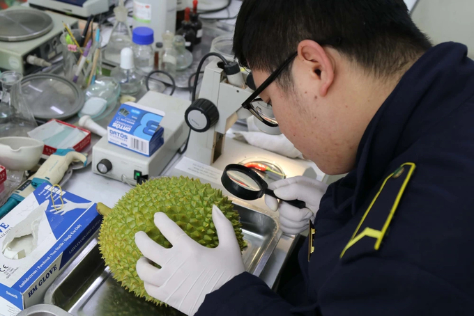 cong-nhan-tuong-duong-thoi-co-va-thach-thuc-moi-cua-lenh-248-sua-doi-141516_500.jpg Nếu được công nhận tương đương, doanh nghiệp sẽ giảm nhiều thủ tục kiểm dịch. Ảnh: Quang Duy.