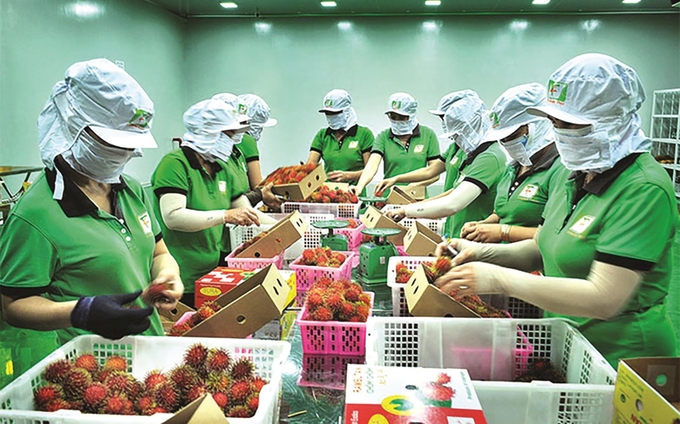 cong-nhan-tuong-duong-thoi-co-va-thach-thuc-moi-cua-lenh-248-sua-doi-141735_945.jpg Mặt hàng trái cây tươi được cho là sẽ hưởng lợi từ công nhận tương đương. Ảnh: TL.