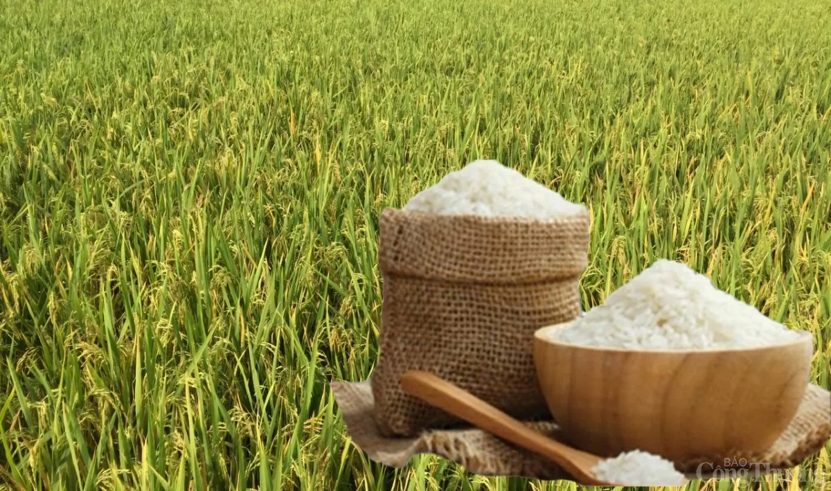 Giá lúa gạo hôm nay ngày 15/1: Gạo biến động nhẹ Giá lúa gạo hôm nay ngày 15/1: Gạo biến động nhẹ