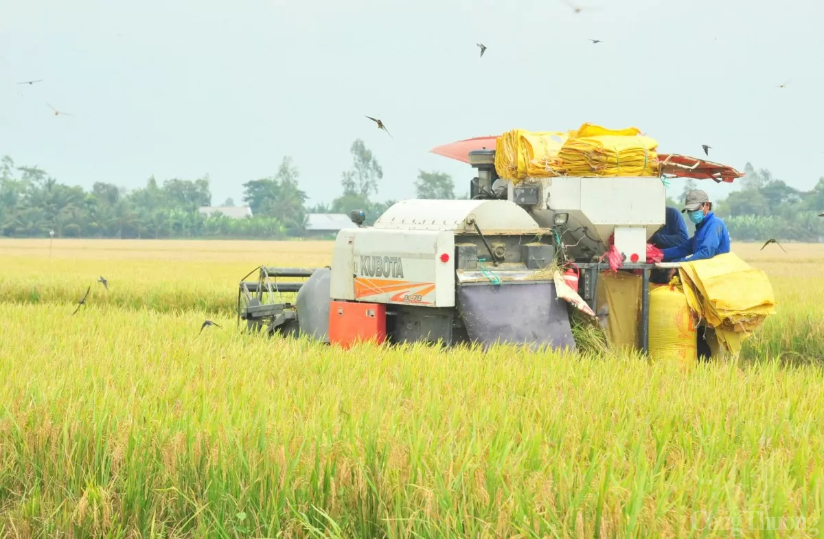 Giá lúa gạo hôm nay ngày 14/1: Lúa đảo chiều giảm sâu