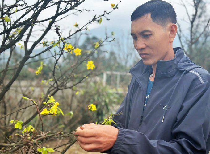 mai-113124_921.jpg Anh Nguyễn Viết Xuân, người có 20 năm trồng mai cho biết, người dân đã 'thuần hóa' mai tự nhiên thành cây trồng hàng hóa, đem lại thu nhập cao cho bà con. Ảnh: Thanh Nga.