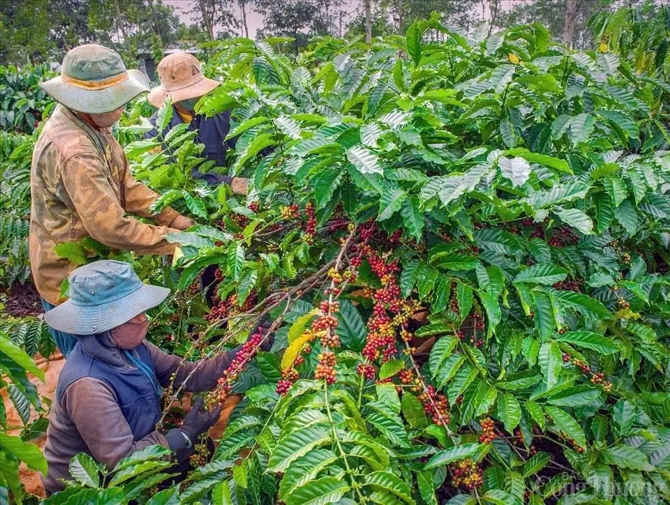 Thu hoạch cà phê tại Lâm Đồng Thu hoạch cà phê tại Lâm Đồng