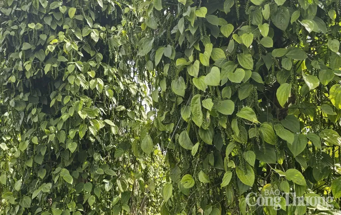 Giá tiêu hôm nay 13/2/2025, trong nước quay đầu giảm Giá tiêu hôm nay 13/2/2025, trong nước quay đầu giảm