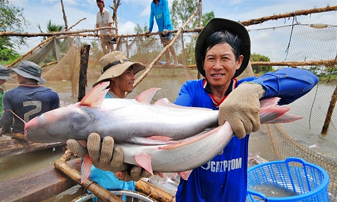 13-07-19_nh_2_nong_dn_thu_hoch_c_tr_rt_phn_khoi_vi_gi_c_o_muc_co-112726_309.jpg Người dân vùng ĐBSCL liên tục mở rộng diện tích nuôi cá tra.