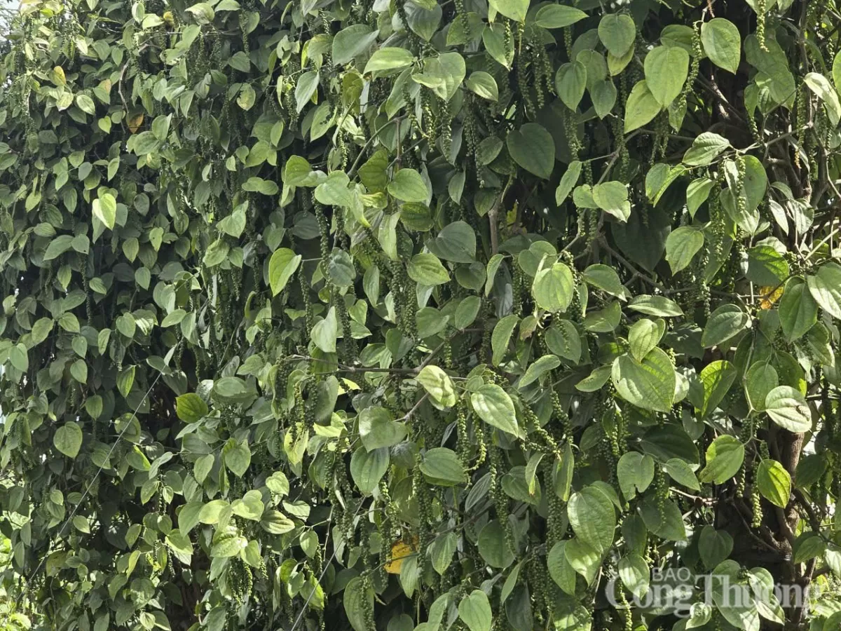 Giá tiêu hôm nay 17/2/2025, trong nước duy trì ổn định Giá tiêu hôm nay 17/2/2025, trong nước duy trì ổn định